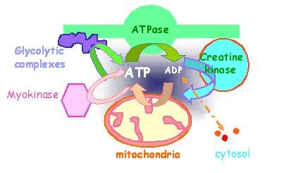 Fig1