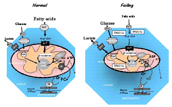 Fig2