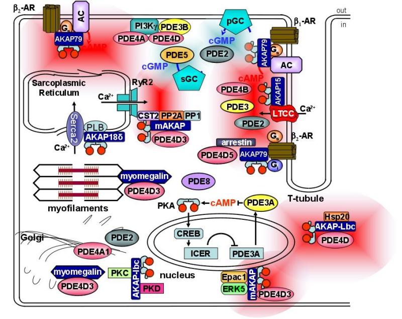 Fig1